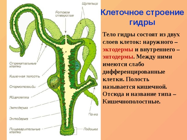 Ссылка на blacksprut онион